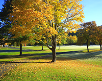 교목: 플라타너스 이미지