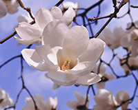 교화: 목련 이미지